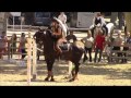 TENORIO DE VERLIN - PRE Pure Spanish Bred 2007 by NIGER V