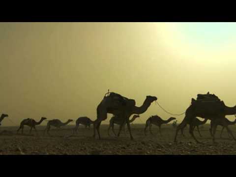 Camels of Niger