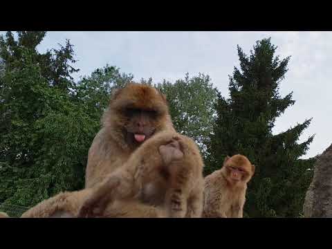 Plättli-Zoo AG YouTube-Vdeominiatur 1