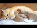 Mom Cat Kneads Her Tiny Sweet Pies And Purrs Loudly