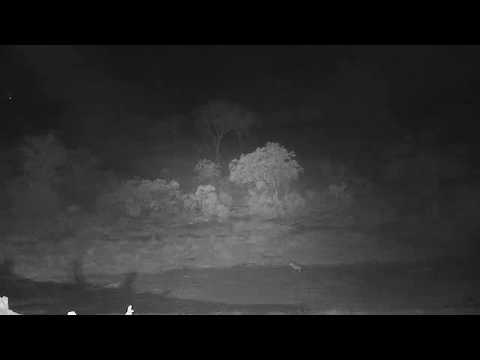 Djuma: Lone Hyena passing through-possibly Corky - 01:11 - 09/27/19