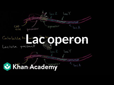 image-How does glucose affect the lac operon?