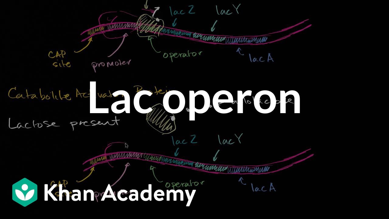 Lac operon