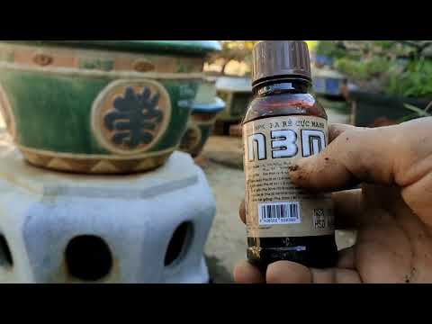 N3M liệu có phải kích rễ tốt cho mai, sử dụng đúng cách