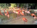 San Diego Zoo Flamingo Freakout