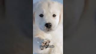 Download lagu Cute animals 🥰❤️.#shorts #cuteanimals #youtubeshorts #viral #cute #2022 mp3