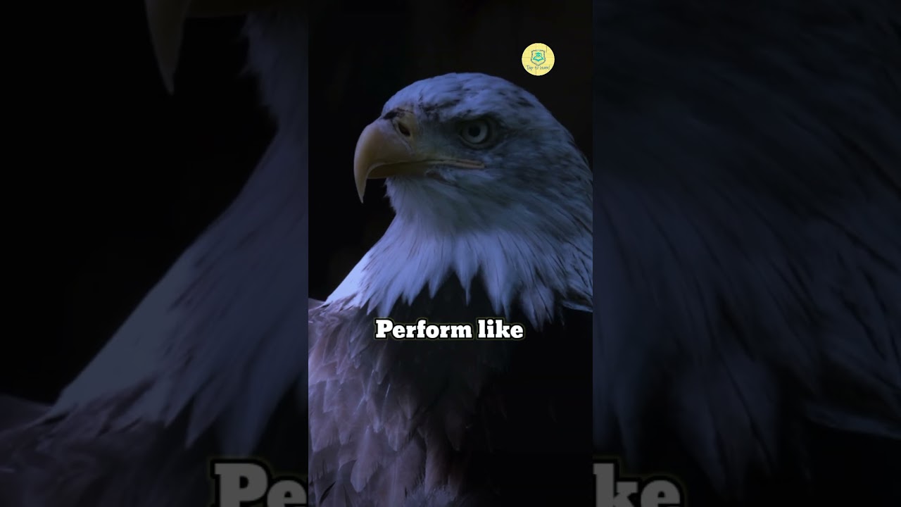 || Practice like you ve never won , preform like youve never lost|| #motivation #quotes #shorts