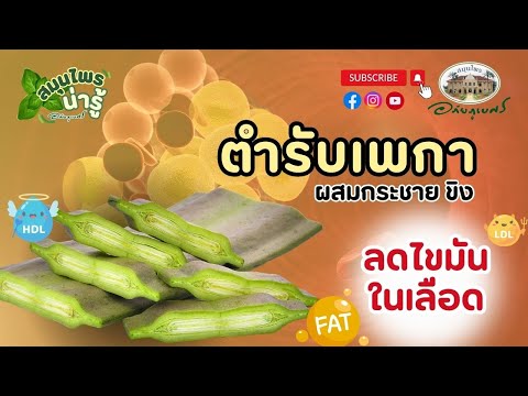 ตำรับ เพกา ผสมกระชายขิง กับงานวิจัยลดไขมันในเลือด l สมุนไพรน่ารู้ (2024)