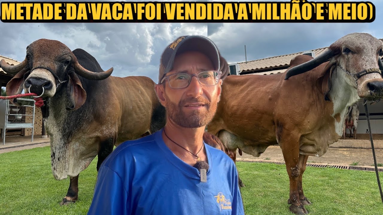 ROTINA NA FAZENDA COM ANIMAIS DE MILHÕES - TAMBURIL