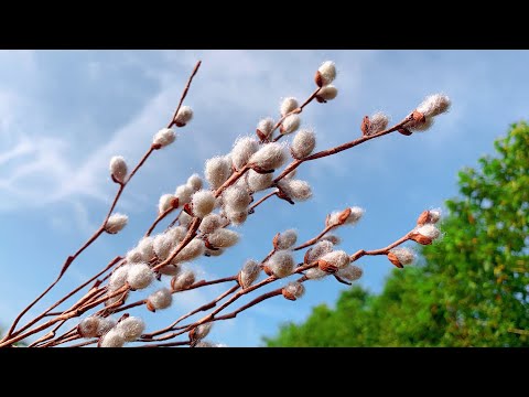 ABC TV | How To Make Pussy Willow Flower - Craft Tutorial
