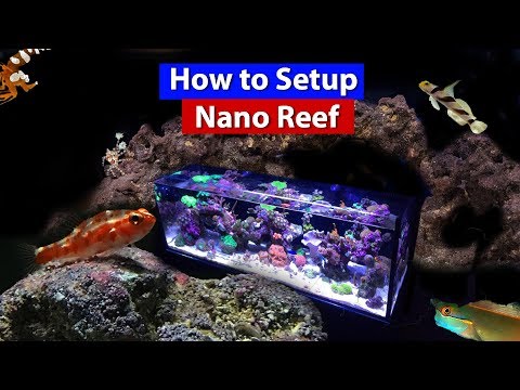 How to Setup a Nano Reef Tank - Aquarium on a budget