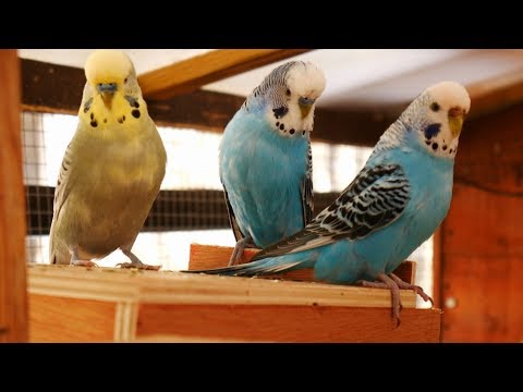 Over 2 Hours of Budgies Playing, Singing and Talking in their Aviary ...