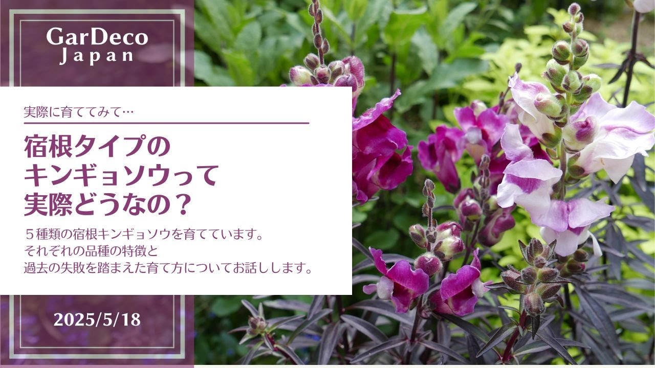 【人気の宿根草】実際どうなの？宿根タイプのキンギョソウ（金魚草）