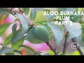How to grow aloo bukhara? Plum tree with fruits, Part 2
