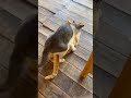 Cats Life Cat Sex Wild Travel Nature Femaleversion