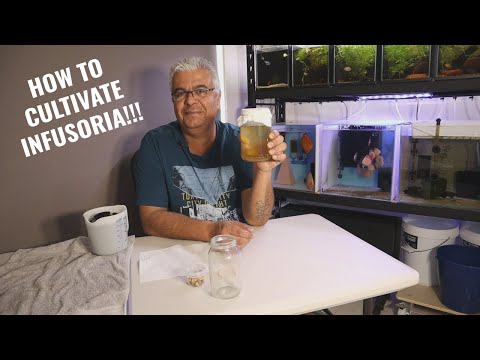 How to Cultivate Infusoria