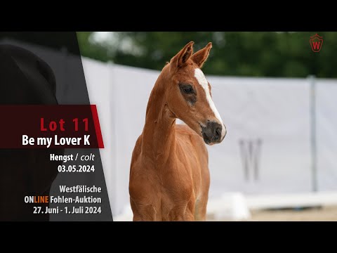 ONLINE Fohlen-Auktion Lot 11 Be my Lover K Hengst v. Benicio - Danciano