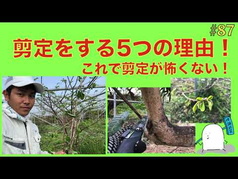 秋に剪定してはいけない果樹はどれですか?またその理由は何ですか? + 剪定してはいけない木のリスト  庭園