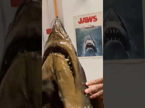Meet the shark that inspired JAWS! #movies #naturalhistory #sharks #jaws #museums #ichthyology