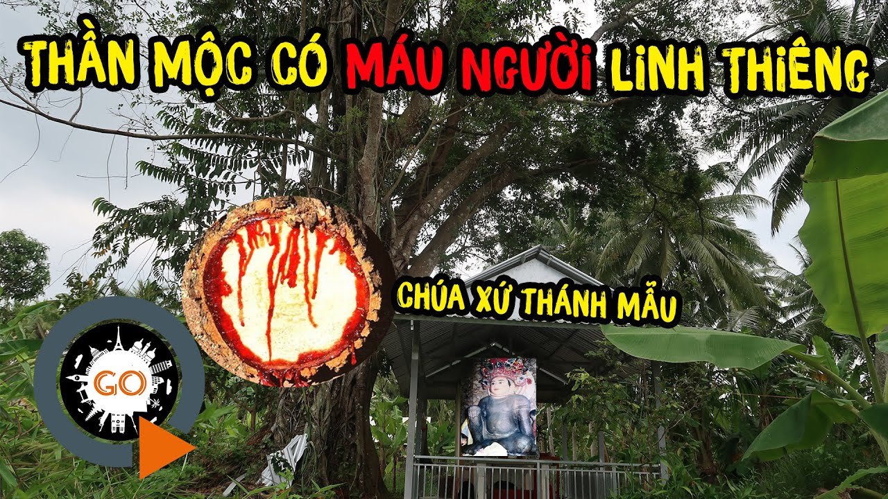 Cây Săng Máu 300 tuổi của Bà Chúa Xứ Thánh Mẫu - Núi Tu Di và Tứ Châu Thiên Hạ