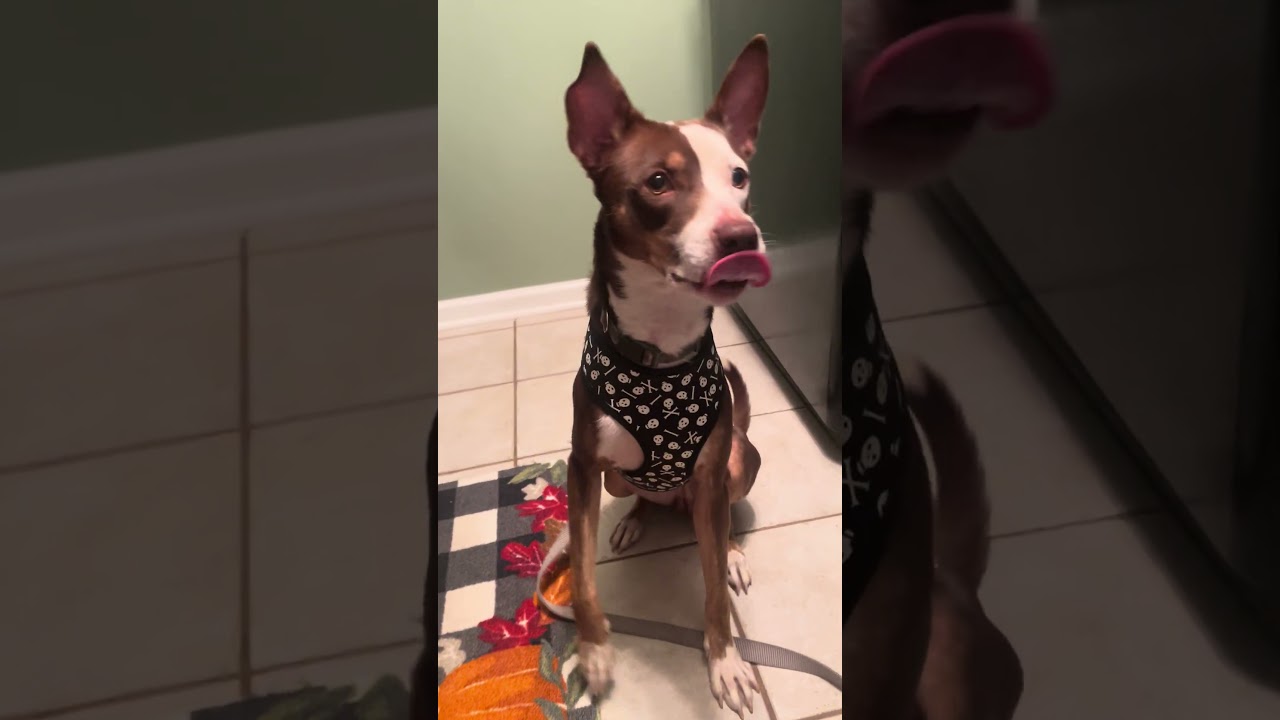 Enlarge Banjo, a Adoptable mixed breed in Aurora, IL video 6/6