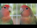 LOVEBIRDS HD