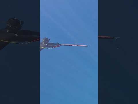 The POWER of a 110cm Speargun