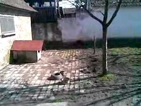 Nenormalna Liza BANATSKI DVOR 2010.