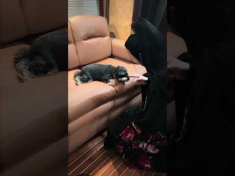 240905 Liu Yuning Weibo updated Video of him educating Daimi