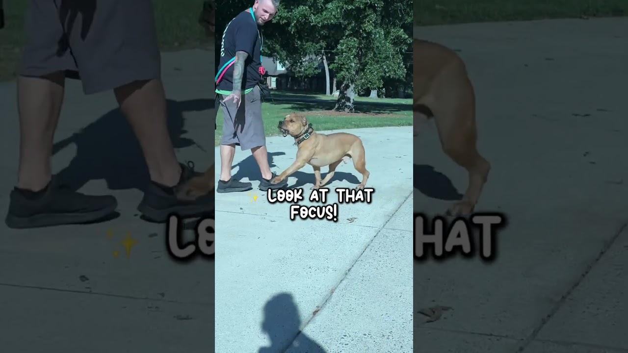 Puppy biting & manners