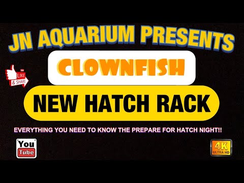 Clownfish Hatch Rack And Hatch Preparations, Everything You Need To Know