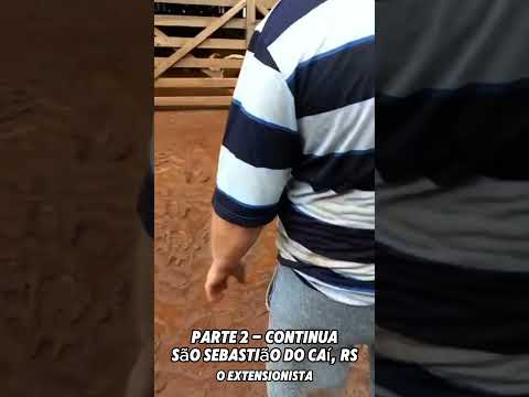 Agricultor de São Sebastião do Caí, RS #ajudeors #gado #prejuizo #pecuária #riograndedosul
