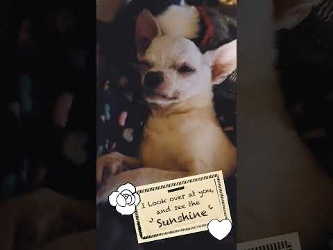 We don’t know how much time we’ve got, so we treasure every day of our sunshine. #ChihuahuaOfThe...