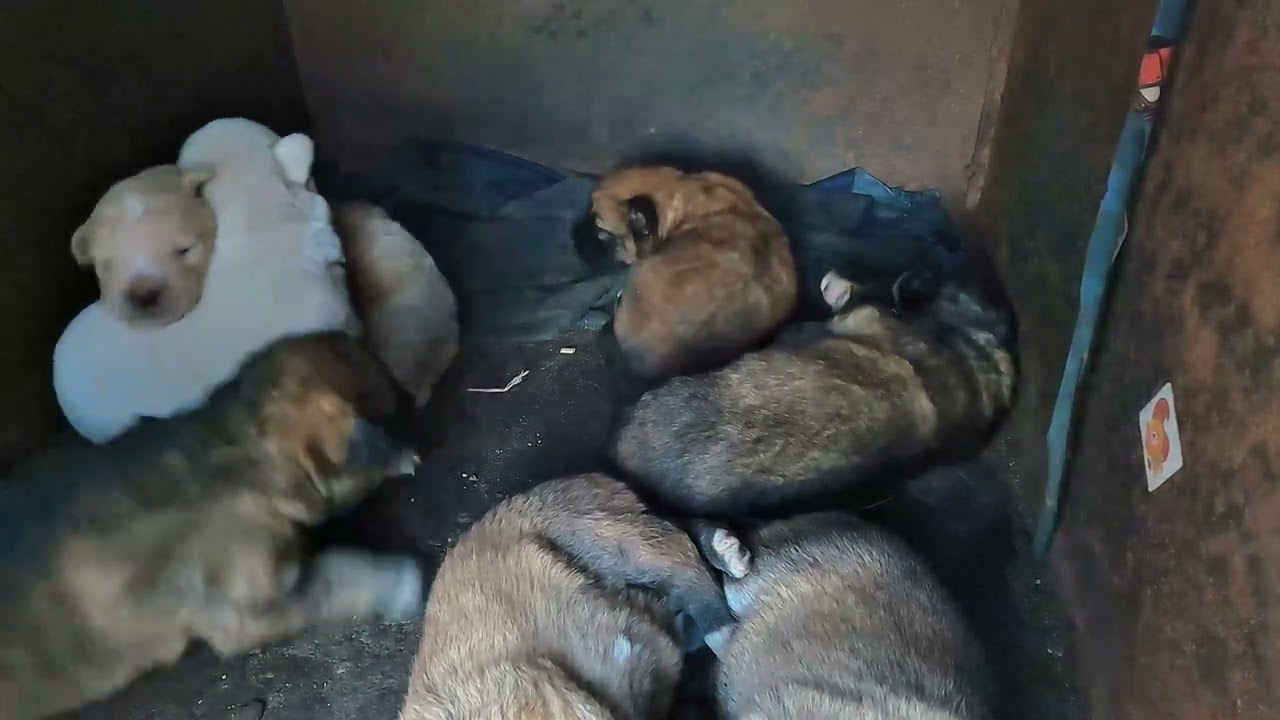 Cute Puppies Pile - So Much Cuteness! 💤
