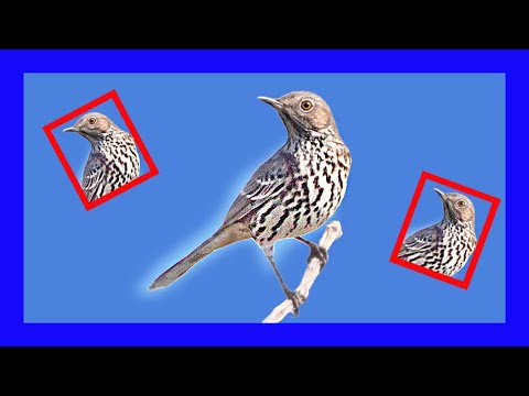 Drozdec palinový (Oreoscoptes montanus) — správanie, biotop a hlas