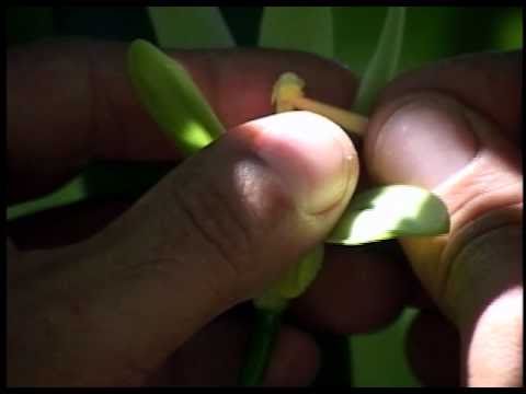 Vanilla - by God's design