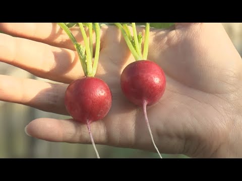 Entrega de productos agrícolas, forestales y pesqueros seguros y protegidos - Sistema de certificación de productos agrícolas, forestales y pesqueros K-GAP - (transmitido el 6 de noviembre de 2022)