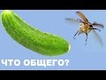 Что общего у жука и огурца? Слабонервным не смотреть! 