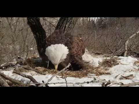 Mouse Attack 03/05/2019