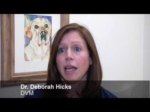 download lagu mp3 mp4 Fairview Animal Clinic, download lagu Fairview Animal Clinic gratis, unduh video klip Fairview Animal Clinic