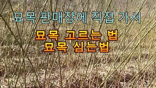 (귀농)묘목판매장에 직접 가보니..(묘목고르는법,묘목심는법)