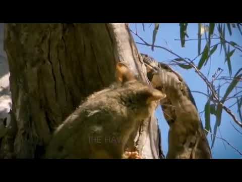 Fight between monitor lizard 🦎 and squirrel