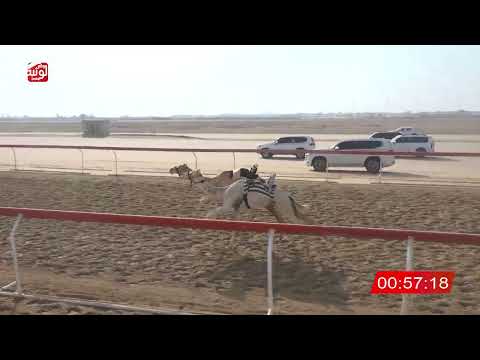  ش 26 (شاهين) لـ محمد بالعوضي بن يحيى المنهالي 2:15:46 ، شارة الصندوق 2026/08/21 فطامين الوثبة