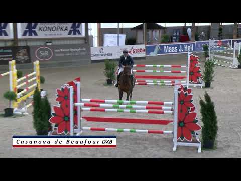 Casanova de Beaufour DXB - Online-Hengstpräsentation Holsteiner Privathengsthalter 21.02.2021