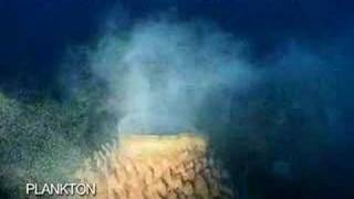 Plankton Video