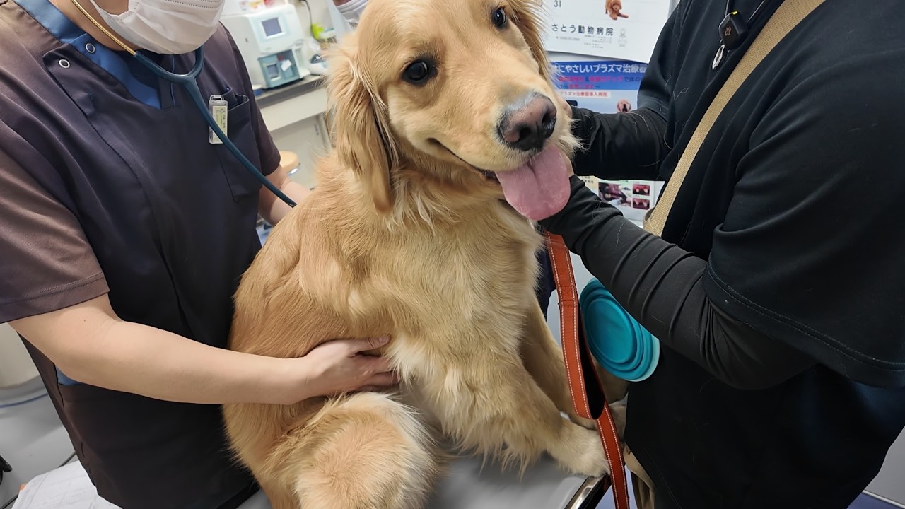 詳しい血液検査の結果が出ました。体重が減少しました。【Golden Retriever japan】