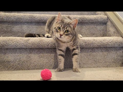 YouTube 썸네일