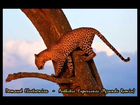 Domased Electronica - Aesthetic Experience (Agrande Remix)