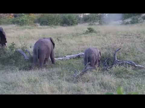 Djuma: Small herd of Elephants - 16:38 - 05/17/2023