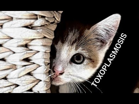 Parasite in cats - Toxoplasmosis